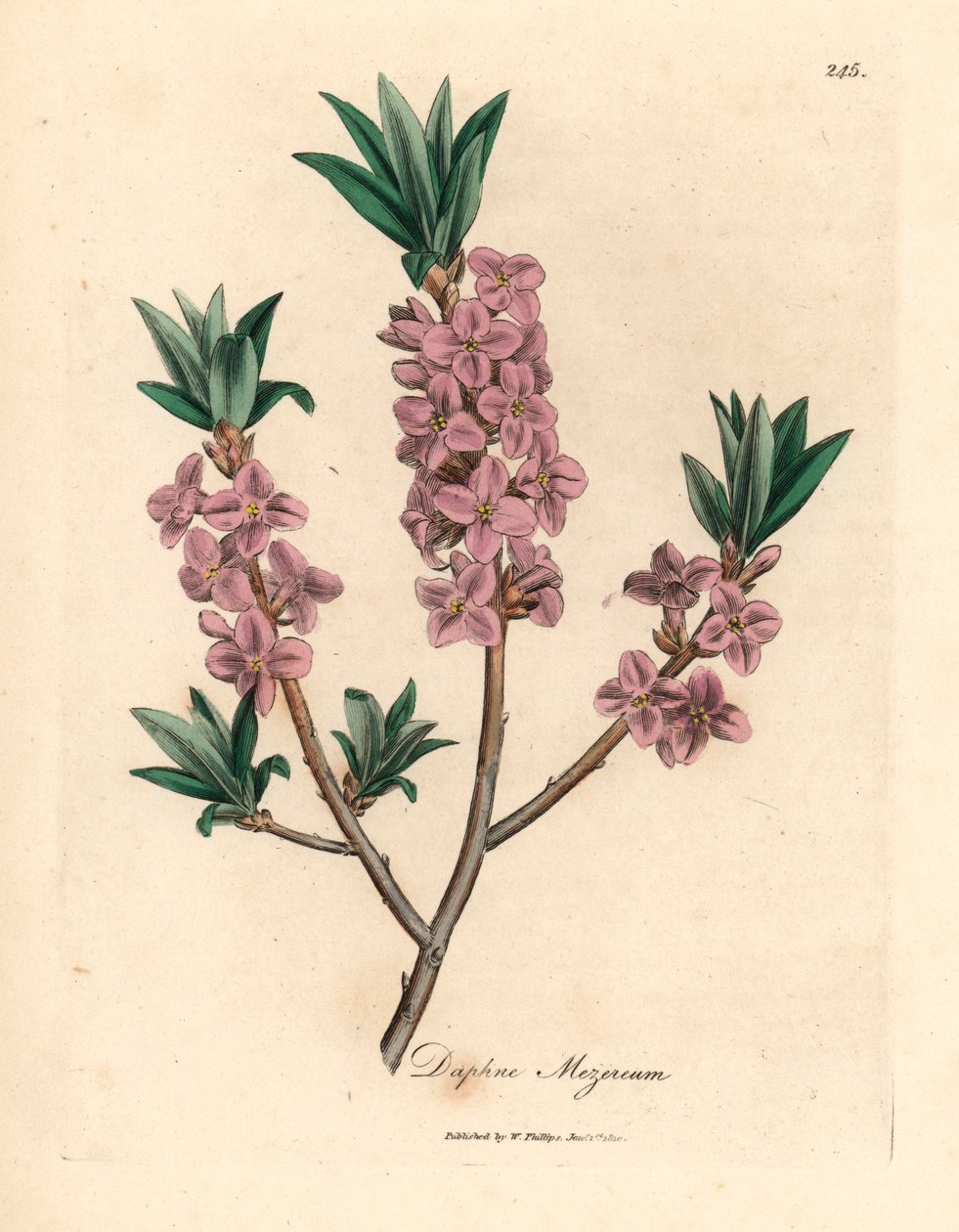 Mezereon مزهر باللون الوردي ، Daphne mezereum ، من رسم نباتي لجيمس سوربي من ويليام وودفيل والسير ويليام جاكسون هوكر "علم النبات الطبي" 1832 (نقش على صفيحة نحاسية ملونة يدويًا) بواسطة جيمس (بعد) سوربي