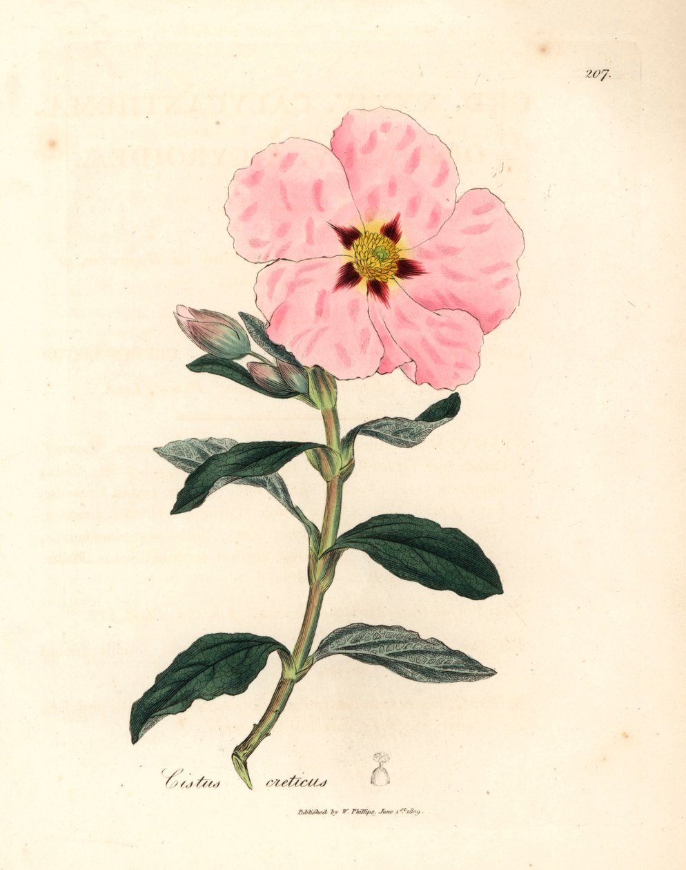 Cretan cistus باللون الوردي ، Cistus creticus ، من رسم نباتي لجيمس سوربي من ويليام وودفيل والسير ويليام جاكسون هوكر "علم النبات الطبي" 1832 (نقش على لوح نحاسي ملون يدويًا) بواسطة جيمس (بعد) سوربي
