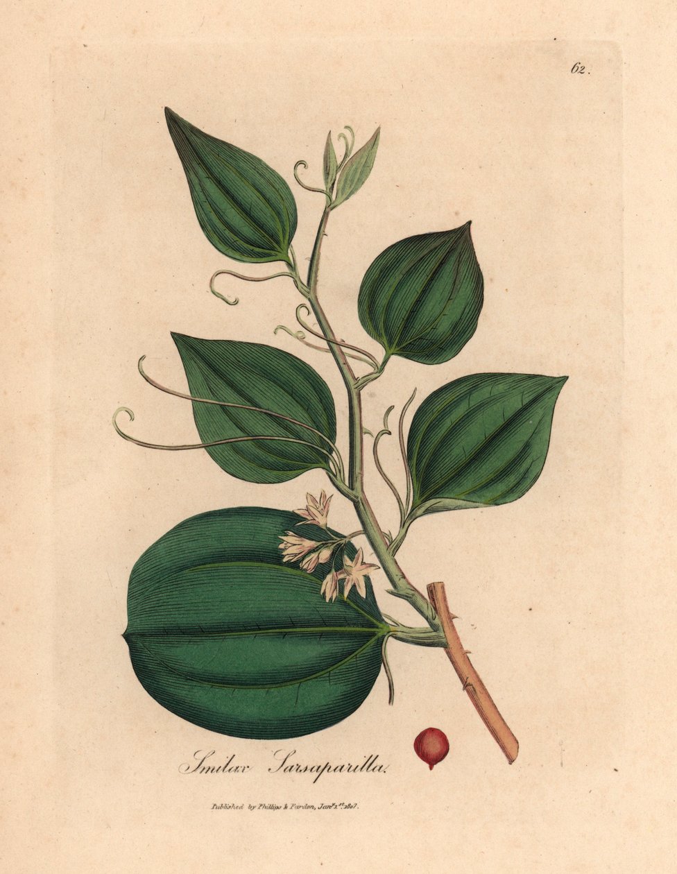 وردي مزهر وتوت من ابتسامة سارسابيلا ، Smilax sarsaparilla ، من رسم نباتي لجيمس سوربي من ويليام وودفيل والسير ويليام جاكسون هوكر "علم النبات الطبي" 1832 (نقش على لوح نحاسي ملون يدويًا) بواسطة جيمس (بعد) سوربي