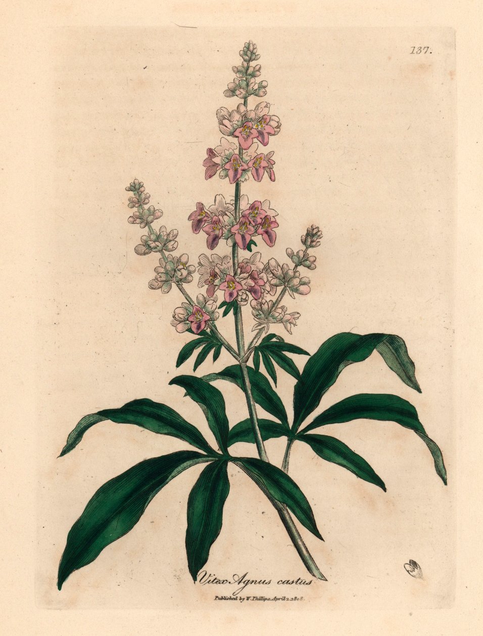 شجرة عفيفة مزهرة وردية اللون ، Vitex agnus castus ، من رسم نباتي لجيمس سوربي من ويليام وودفيل والسير ويليام جاكسون هوكر "علم النبات الطبي" 1832 (نقش على صفيحة نحاسية ملونة يدويًا) بواسطة جيمس (بعد) سوربي