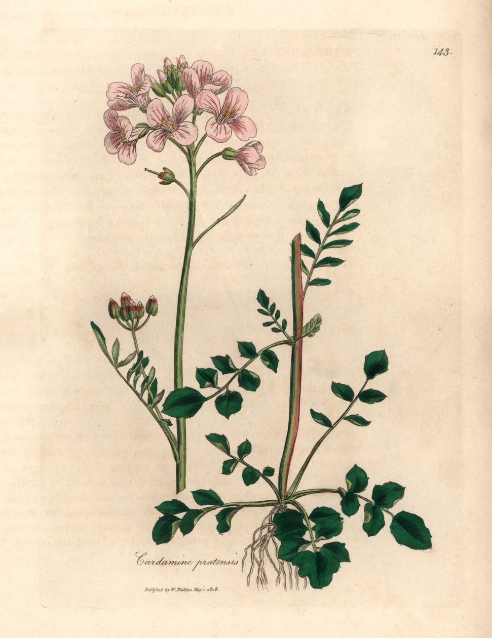 سيدات مزهرات باللون الوردي أو زهرة الوقواق ، Cardamine pratensis ، من رسم نباتي لجيمس سوربي من ويليام وودفيل والسير ويليام جاكسون هوكر "علم النبات الطبي" 1832 (نقش على لوح نحاسي ملون يدويًا) بواسطة جيمس (بعد) سوربي