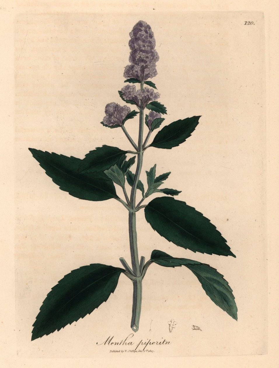 النعناع الأرجواني المزهر ، Mentha piperita ، من رسم نباتي لجيمس سوربي من ويليام وودفيل والسير ويليام جاكسون هوكر "علم النبات الطبي" 1832 (نقش على لوح نحاسي ملون يدويًا) بواسطة جيمس (بعد) سوربي