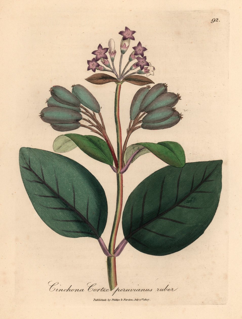 شجرة اللحاء البيروفية الحمراء المزهرة باللون الأرجواني ، قشرة Cinchona peruvianus ruber ، من رسم نباتي لجيمس سوربي من ويليام وودفيل والسير ويليام جاكسون هوكر "علم النبات الطبي" 1832 (نقش على لوح نحاسي ملون يدويًا) بواسطة جيمس (بعد) سوربي