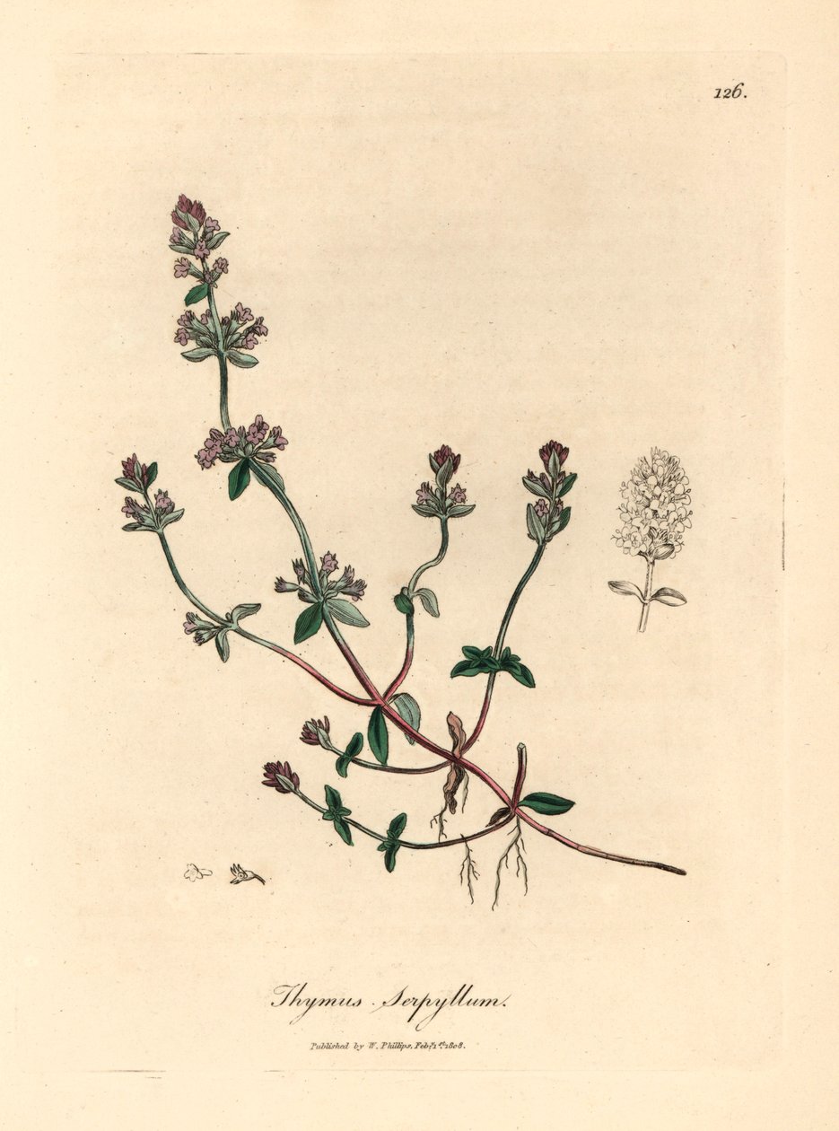 الزعتر البري الأرجواني المزهر ، Thymus serpyllum ، من رسم نباتي من تأليف جيمس سوربي من ويليام وودفيل والسير ويليام جاكسون هوكر "علم النبات الطبي" 1832 (نقش على صفيحة نحاسية ملونة يدويًا) بواسطة جيمس (بعد) سوربي