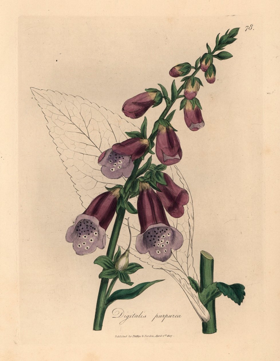 قفاز الثعلب الأرجواني ، Digitalis purpurea ، من رسم نباتي لجيمس سوربي من ويليام وودفيل والسير ويليام جاكسون هوكر "علم النبات الطبي" 1832 (نقش على لوح نحاسي ملون يدويًا) بواسطة جيمس (بعد) سوربي