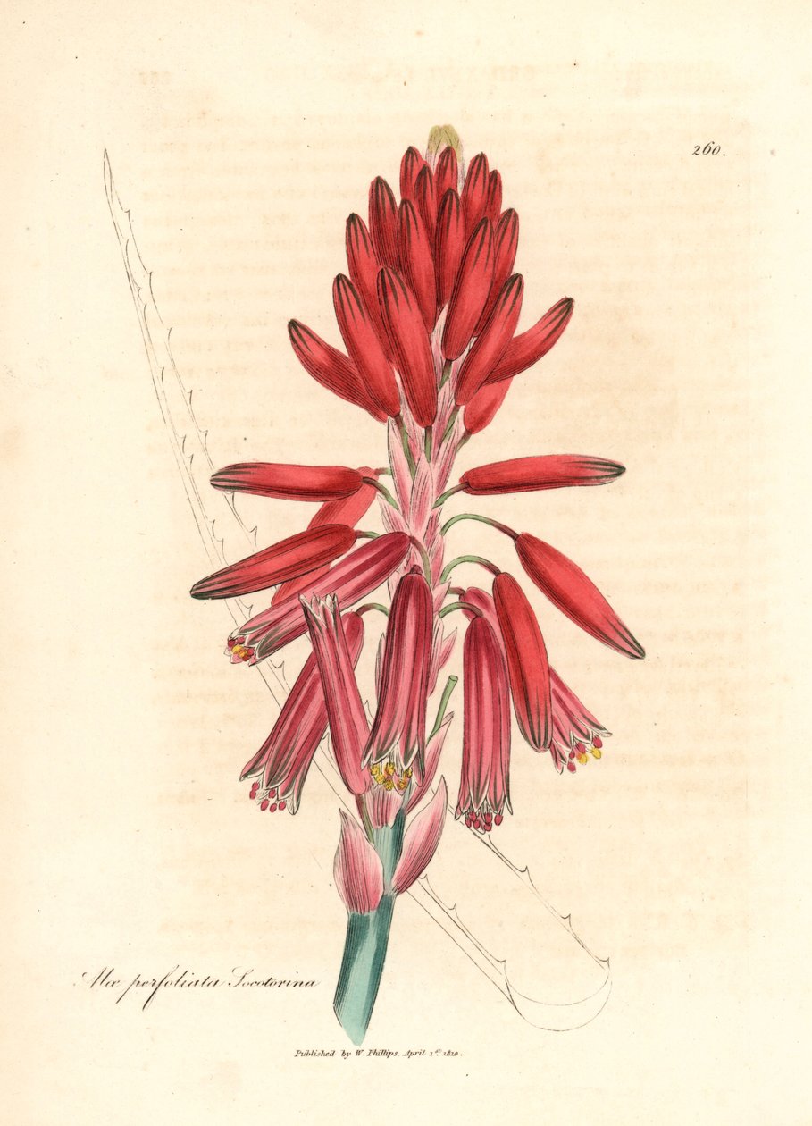 الألوة السوكوتورية ، Aloe perfoliata socotorina ، من رسم نباتي لجيمس سوربي من ويليام وودفيل والسير ويليام جاكسون هوكر "علم النبات الطبي" 1832 (نقش على لوح نحاسي ملون يدويًا) بواسطة جيمس (بعد) سوربي