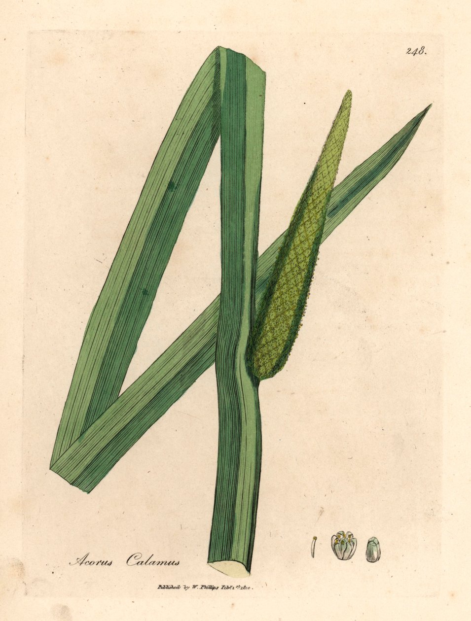 علم جميل ، Acorus calamus ، من رسم نباتي لجيمس سوربي من ويليام وودفيل والسير ويليام جاكسون هوكر "علم النبات الطبي" 1832 (نقش على لوح نحاسي ملون يدويًا) بواسطة جيمس (بعد) سوربي