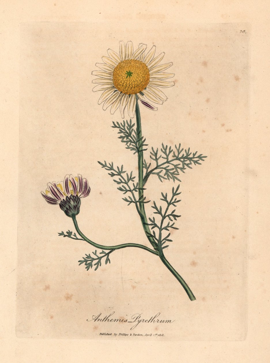 البابونج الأسباني الأبيض والأصفر ، Anthemis pyrethrum ، من رسم نباتي لجيمس سوربي من ويليام وودفيل والسير ويليام جاكسون هوكر "علم النبات الطبي" 1832 (نقش على صفيحة نحاسية ملونة يدويًا) بواسطة جيمس (بعد) سوربي
