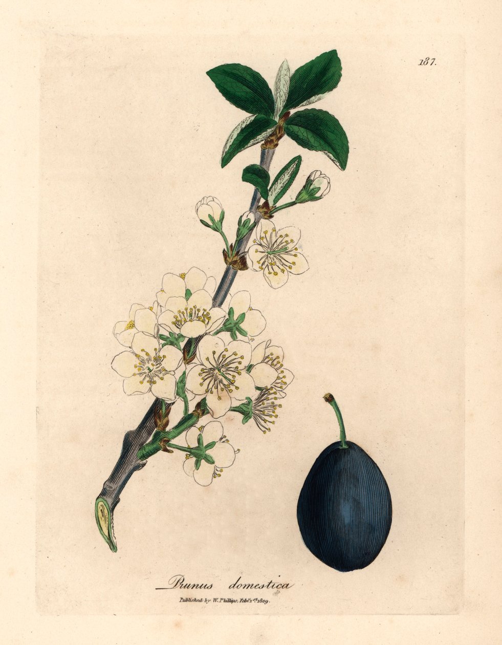 زهرة بيضاء وفاكهة من البرقوق أو شجرة البرقوق ، Prunus domestica ، من رسم نباتي لجيمس سوربي من ويليام وودفيل والسير ويليام جاكسون هوكر "علم النبات الطبي" 1832 (نقش على لوح نحاسي ملون يدويًا) بواسطة جيمس (بعد) سوربي