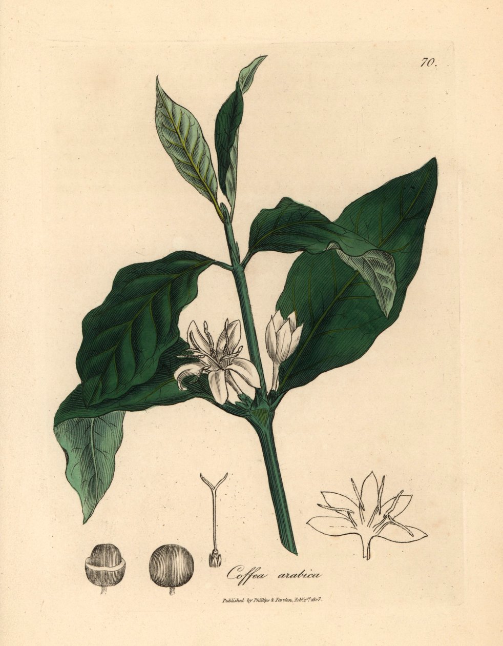 زهرة بيضاء وأوراق وفاصوليا من نبات القهوة ، Coffea arabica ، من رسم نباتي رسمه جيمس سوربي من ويليام وودفيل والسير ويليام جاكسون هوكر "علم النبات الطبي" عام 1832 (نقش على لوح نحاسي ملون يدويًا) بواسطة جيمس (بعد) سوربي