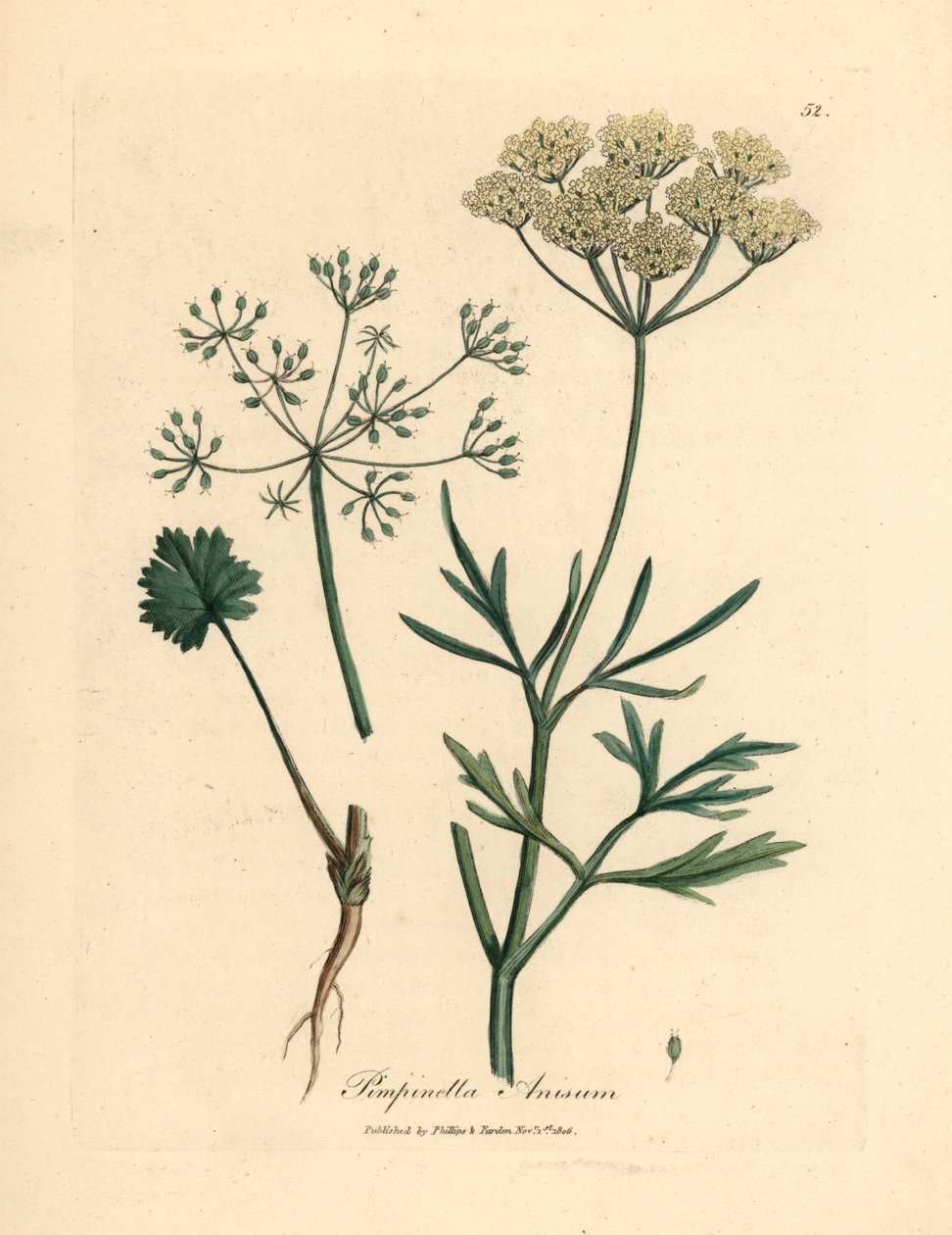 اليانسون الأبيض المزهر ، Pimpinella anisum ، من رسم نباتي لجيمس سوربي من ويليام وودفيل والسير ويليام جاكسون هوكر "علم النبات الطبي" 1832 (نقش على لوح نحاسي ملون يدويًا) بواسطة جيمس (بعد) سوربي
