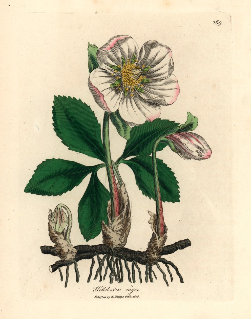خربق أسود مزهر أو وردة عيد الميلاد ، Helleborus niger ، من رسم نباتي رسمه جيمس سوربي من ويليام وودفيل والسير ويليام جاكسون هوكر "علم النبات الطبي" 1832 (نقش على لوح نحاسي ملون يدويًا) بواسطة جيمس (بعد) سوربي