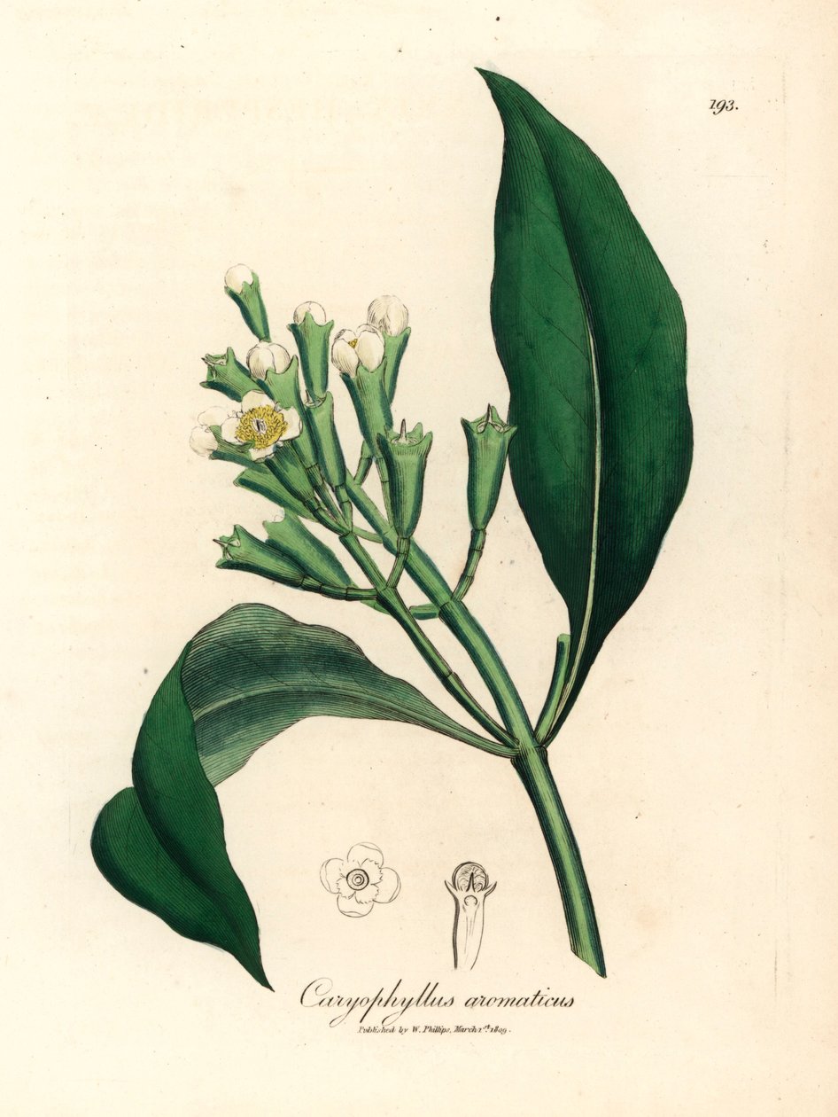 شجرة توابل القرنفل البيضاء المزهرة ، Caryophyllus aromaticus ، من رسم نباتي لجيمس سوربي من ويليام وودفيل والسير ويليام جاكسون هوكر "علم النبات الطبي" 1832 (نقش على صفيحة نحاسية ملونة يدويًا) بواسطة جيمس (بعد) سوربي