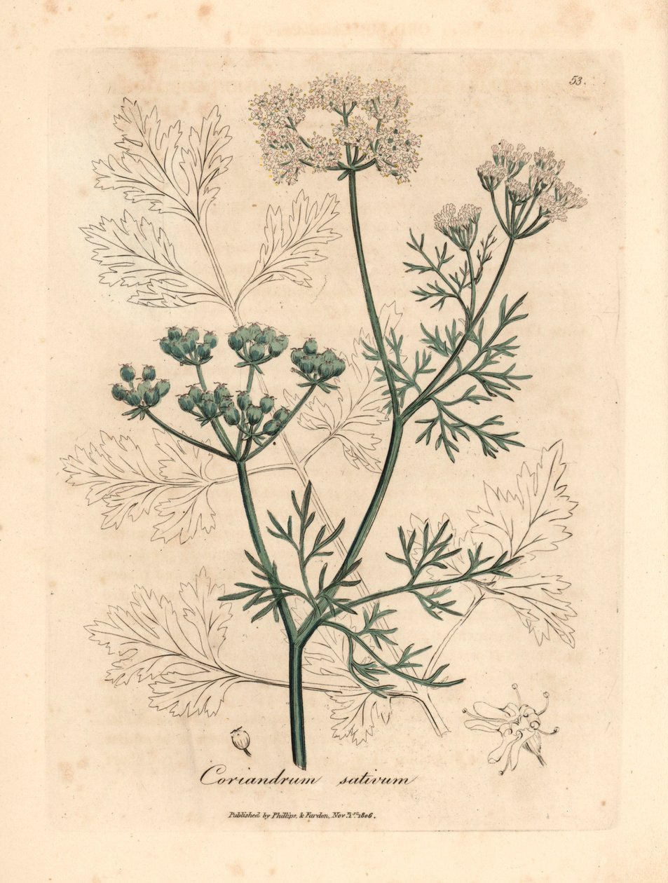كزبرة بيضاء مزهرة ، Coriandrum sativum ، من رسم نباتي لجيمس سوربي من ويليام وودفيل والسير ويليام جاكسون هوكر "علم النبات الطبي" 1832 (نقش على لوح نحاسي ملون يدويًا) بواسطة جيمس (بعد) سوربي