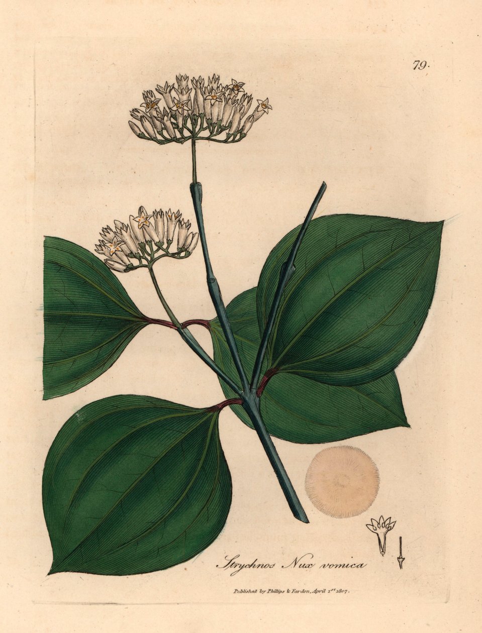 الجوز السام الأبيض المزهر ، Strychnos nux vomica ، من رسم نباتي لجيمس سوربي من ويليام وودفيل والسير ويليام جاكسون هوكر "علم النبات الطبي" 1832 (نقش على لوح نحاسي ملون يدويًا) بواسطة جيمس (بعد) سوربي