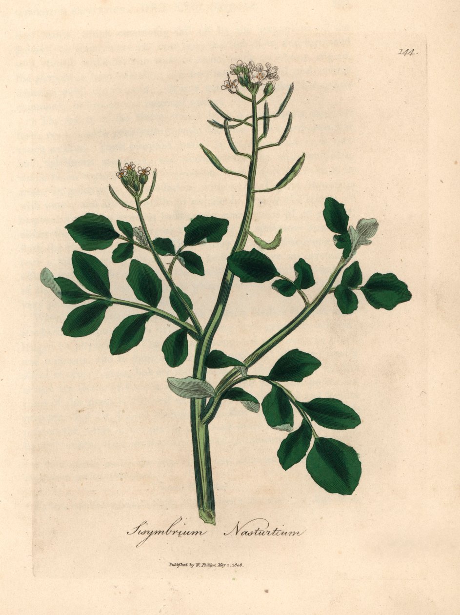الجرجير الأبيض المزهر ، Sisymbrium nasturtium ، من رسم نباتي لجيمس سوربي من ويليام وودفيل والسير ويليام جاكسون هوكر "علم النبات الطبي" 1832 (نقش على صفيحة نحاسية ملونة يدويًا) بواسطة جيمس (بعد) سوربي
