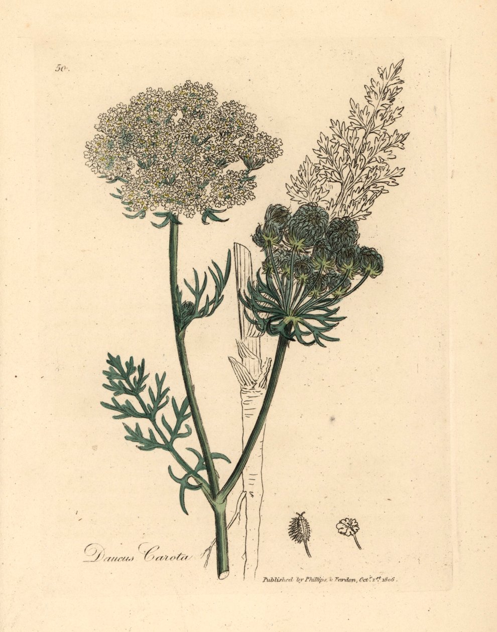 نبات الجزر البري الأبيض المزهر ، Daucus carota ، من رسم نباتي لجيمس سوربي من ويليام وودفيل والسير ويليام جاكسون هوكر "علم النبات الطبي" 1832 (نقش على لوح نحاسي ملون يدويًا) بواسطة جيمس (بعد) سوربي