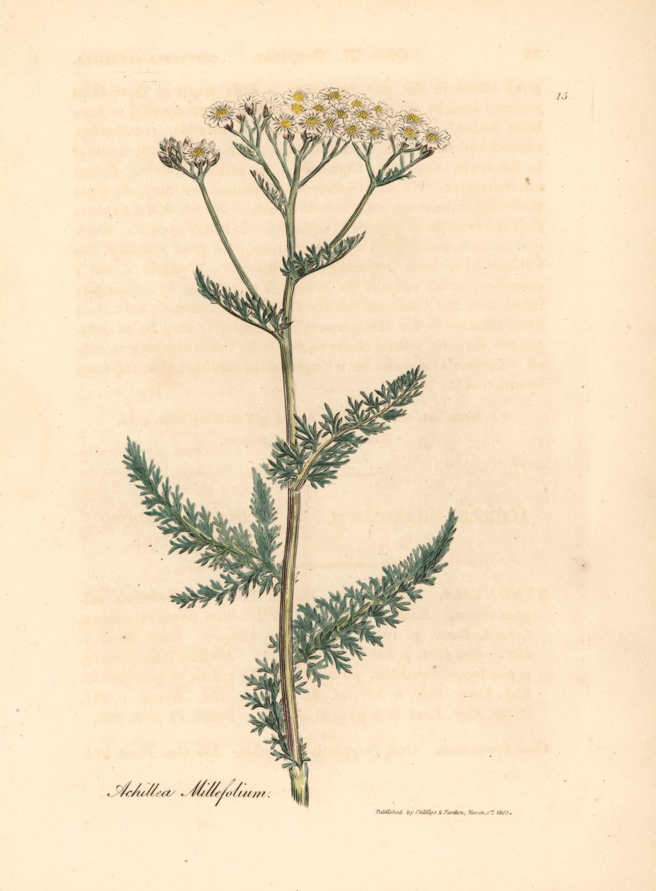 يارو أبيض مزهر أو ميلفوليوم ، Achillea millefolium ، من رسم نباتي لجيمس سوربي من ويليام وودفيل والسير ويليام جاكسون هوكر "علم النبات الطبي" 1832 (نقش على لوح نحاسي ملون يدويًا) بواسطة جيمس (بعد) سوربي