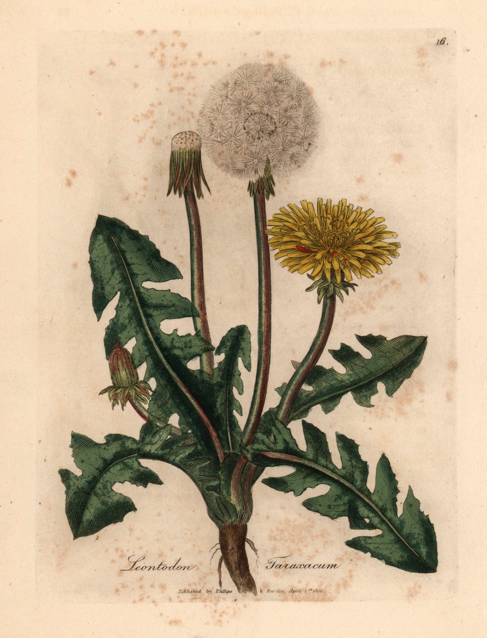 الهندباء المشتركة الصفراء المزهرة ، Leontodon taraxacum ، من رسم نباتي لجيمس سوربي من ويليام وودفيل والسير ويليام جاكسون هوكر "علم النبات الطبي" 1832 (نقش على لوح نحاسي ملون يدويًا) بواسطة جيمس (بعد) سوربي
