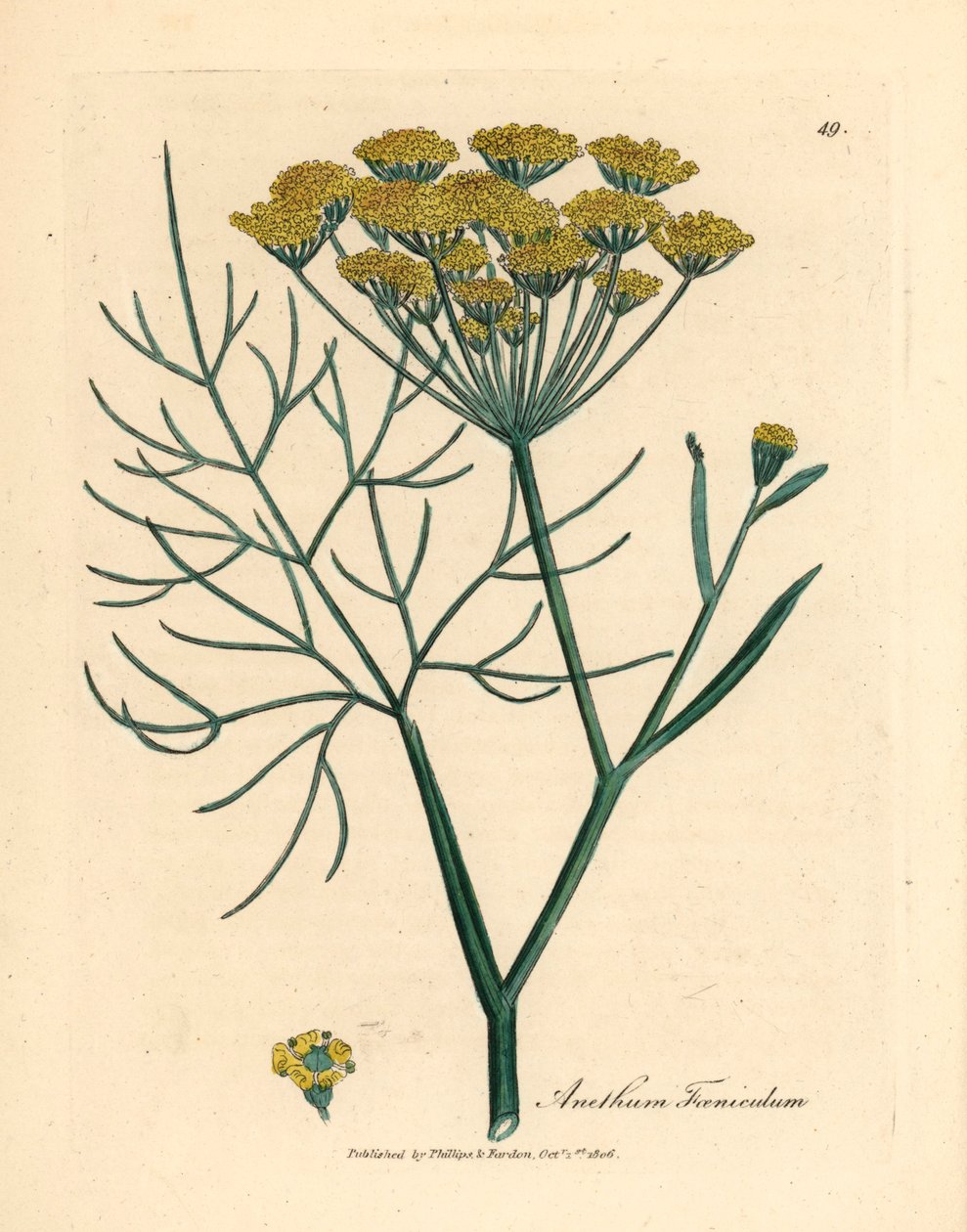 شمر أصفر مزهر ، Anethum foeniculum ، من رسم نباتي لجيمس سوربي من ويليام وودفيل والسير ويليام جاكسون هوكر "علم النبات الطبي" 1832 (نقش على لوح نحاسي ملون يدويًا) بواسطة جيمس (بعد) سوربي