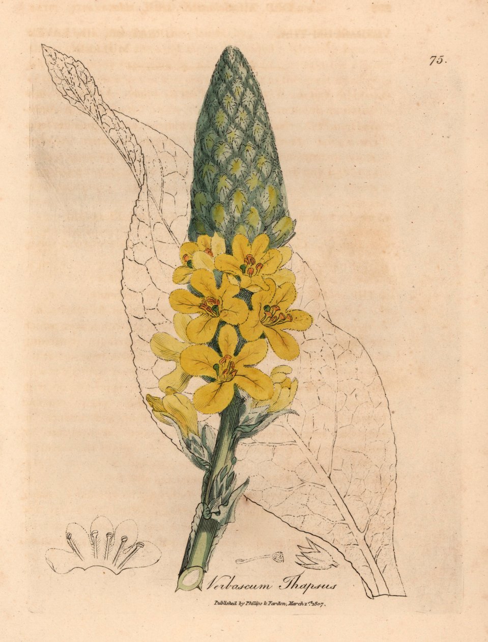 مولين كبير عريض الأوراق مزهر باللون الأصفر ، Verbascum thapsus ، من رسم نباتي لجيمس سوربي من ويليام وودفيل والسير ويليام جاكسون هوكر "علم النبات الطبي" 1832 (نقش على لوح نحاسي ملون يدويًا) بواسطة جيمس (بعد) سوربي