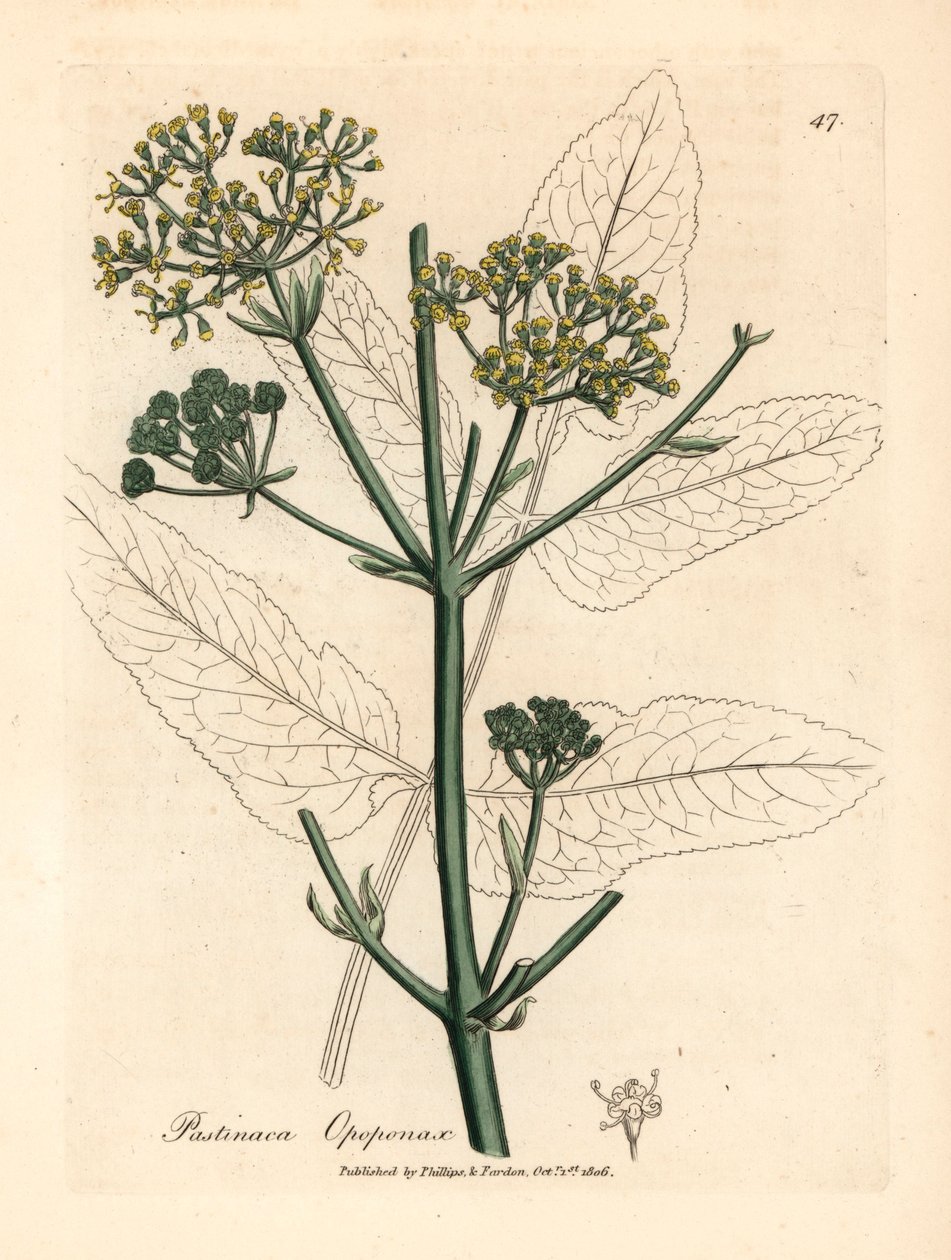 opopanax أصفر مزهر أو الجزر الأبيض الخام ، Pastinaca opopanax ، من رسم نباتي لجيمس سوربي من ويليام وودفيل والسير ويليام جاكسون هوكر "علم النبات الطبي" 1832 (نقش على لوح نحاسي ملون يدويًا) بواسطة جيمس (بعد) سوربي