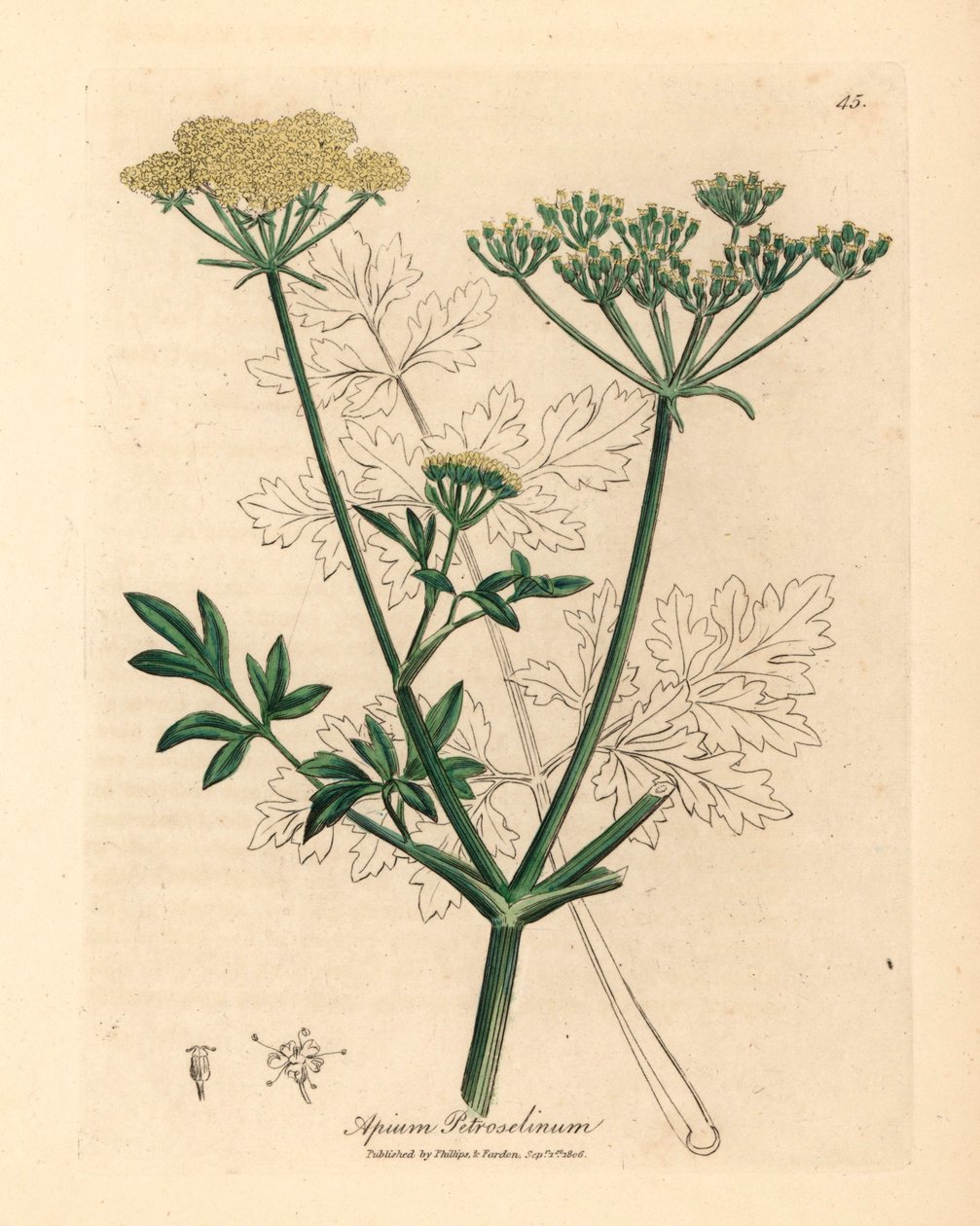 بقدونس أصفر مزهر ، Apium petroselinum ، من رسم نباتي لجيمس سوربي من ويليام وودفيل والسير ويليام جاكسون هوكر "علم النبات الطبي" 1832 (نقش على لوح نحاسي ملون يدويًا) بواسطة جيمس (بعد) سوربي