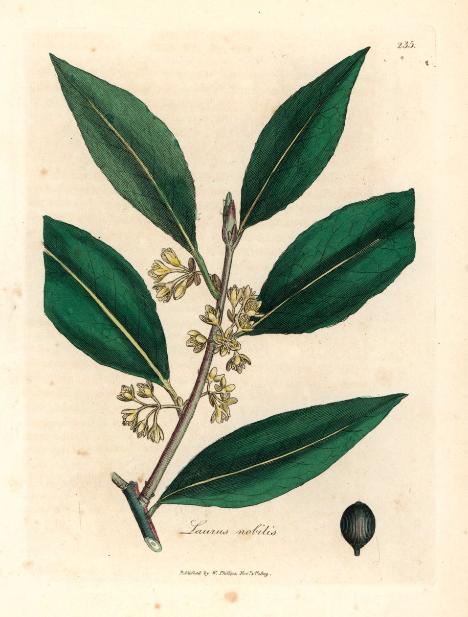 أوراق غار حلوة صفراء مزهرة ، Laurus nobilis ، من رسم نباتي لجيمس سوربي من ويليام وودفيل والسير ويليام جاكسون هوكر "علم النبات الطبي" 1832 (نقش على لوح نحاسي ملون يدويًا) بواسطة جيمس (بعد) سوربي