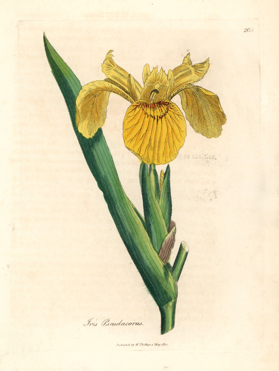 علم أصفر مائي ، Iris pseudocorus ، من رسم نباتي لجيمس سوربي من ويليام وودفيل والسير ويليام جاكسون هوكر "علم النبات الطبي" 1832 (نقش على صفيحة نحاسية ملونة يدويًا) بواسطة جيمس (بعد) سوربي