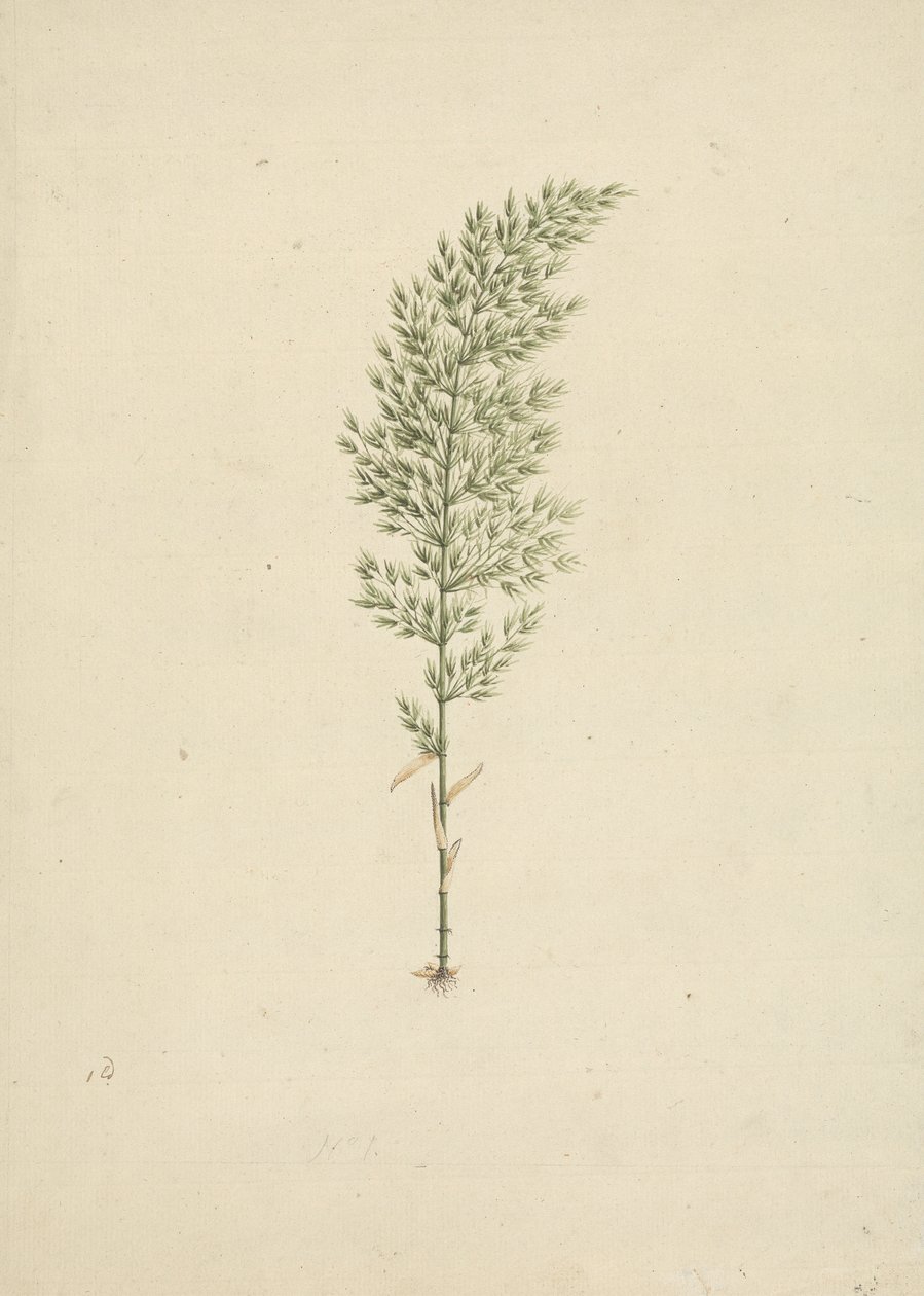 Arundinaria alpine K. شوم. (الخيزران الأفريقي): انتهى رسم العادة مع الجذور بواسطة جيمس بروس