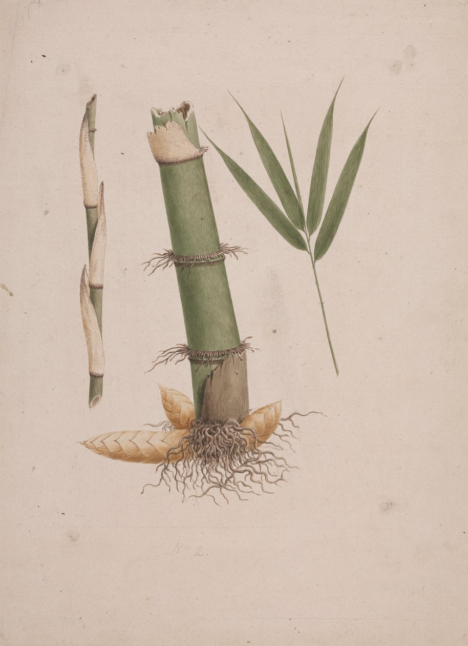 Arundinaria alpina K. Schum. (البامبو الأفريقي): الرسم النهائي لأجزاء الساق والبراعم بالأوراق بواسطة جيمس بروس