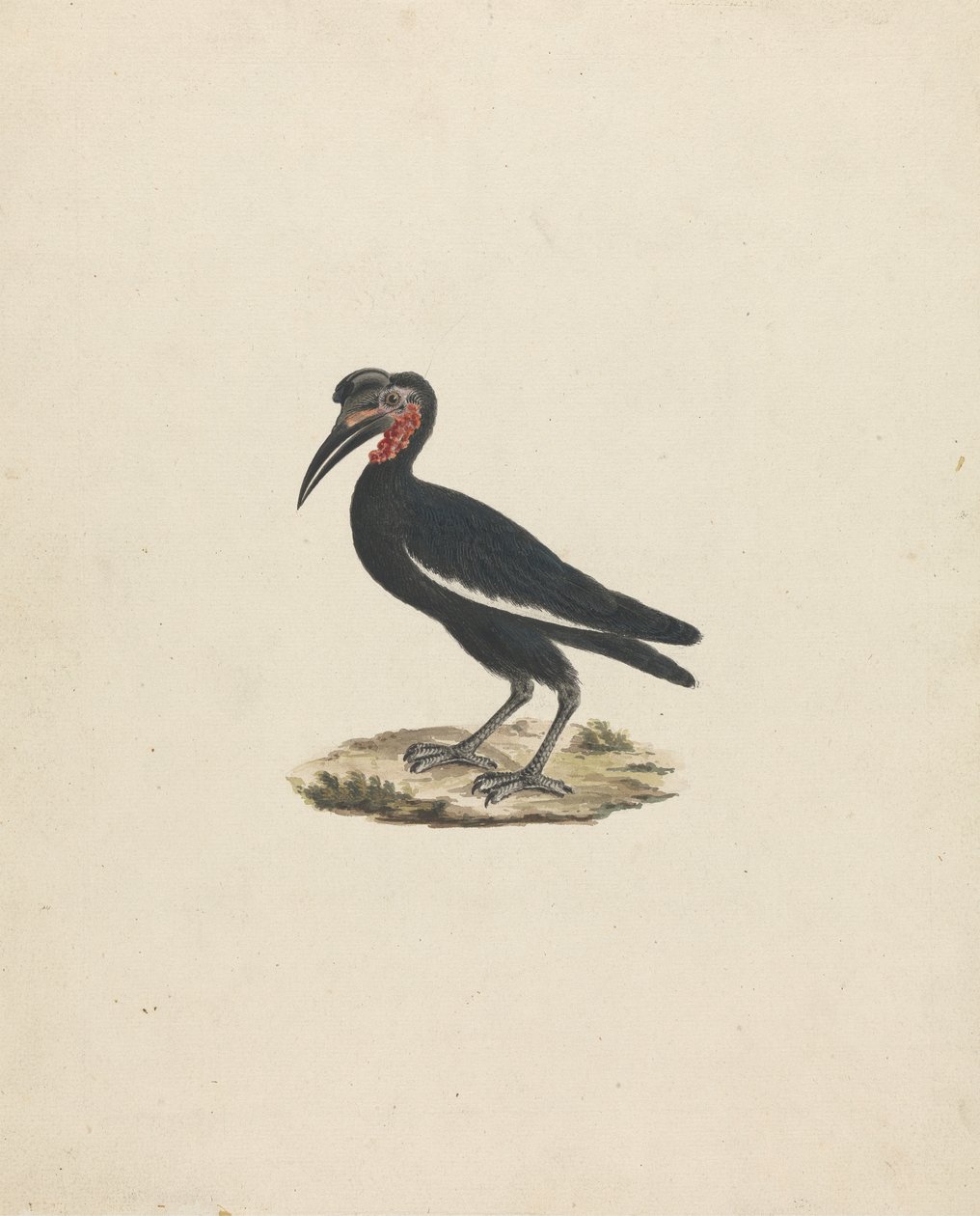Bocorvus abyssinicus (Abyssinian Ground Hornbill) بواسطة جيمس بروس