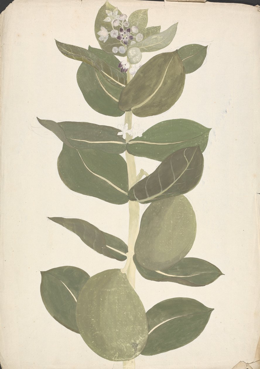 Calotropis procera (Ait.) Ait. F. (تفاح سدوم ، شجرة أذني): رسم مكتمل لنبات مزهر وثمار بواسطة جيمس بروس
