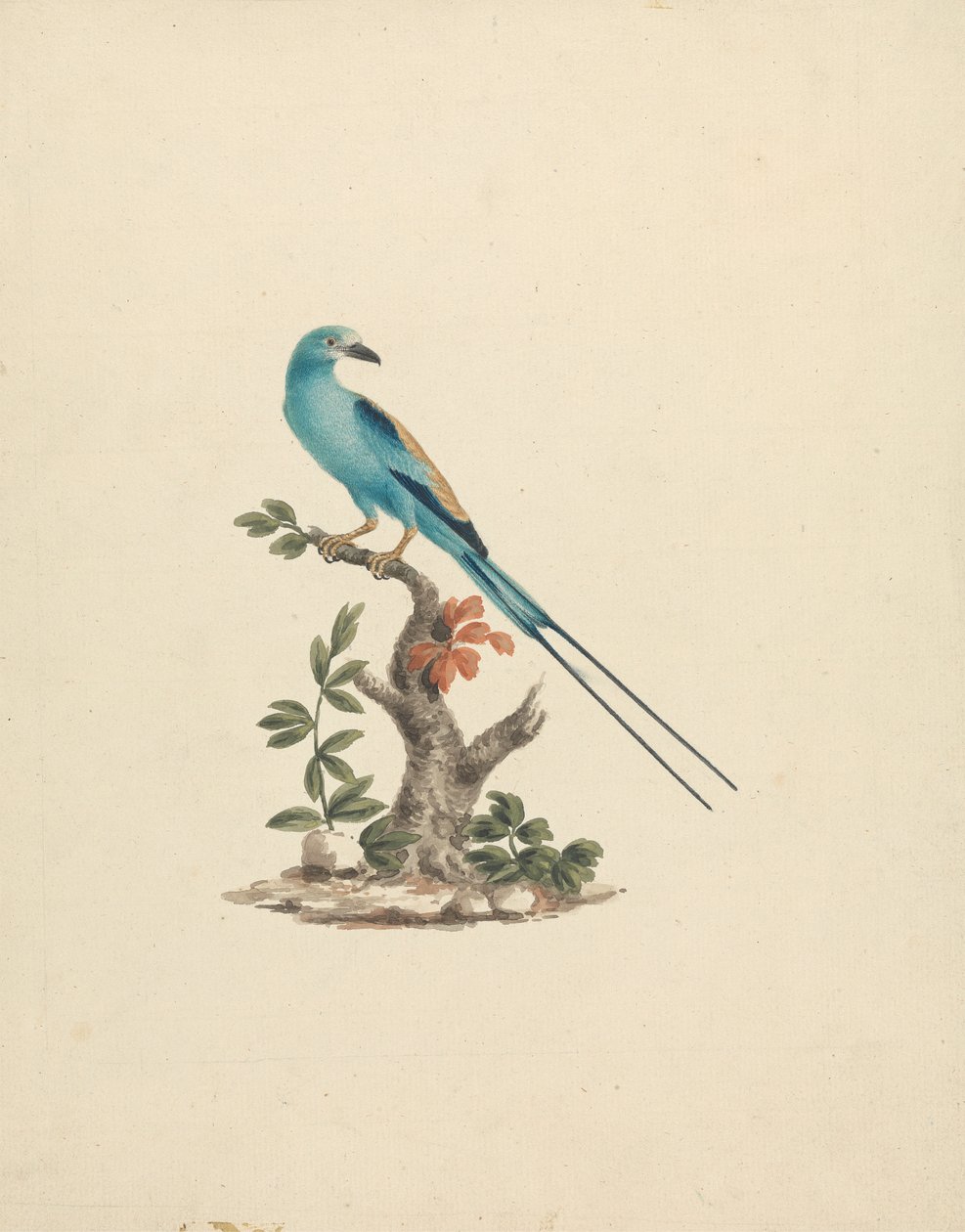 Coracias abyssinicus (أسطوانة حبشية) بواسطة جيمس بروس