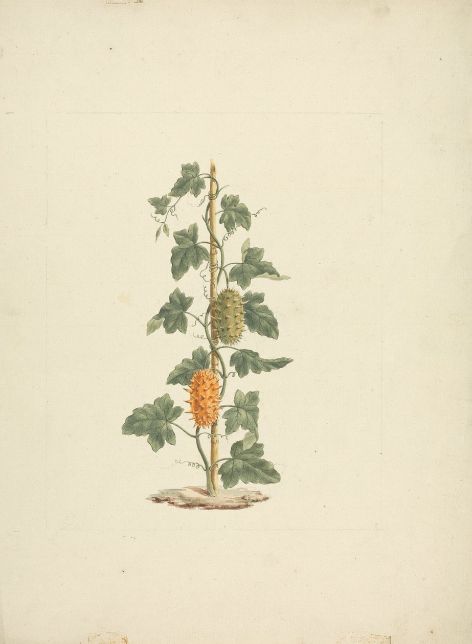 Cucumis metuliferus Naud (الخيار البري): الرسم النهائي بواسطة جيمس بروس