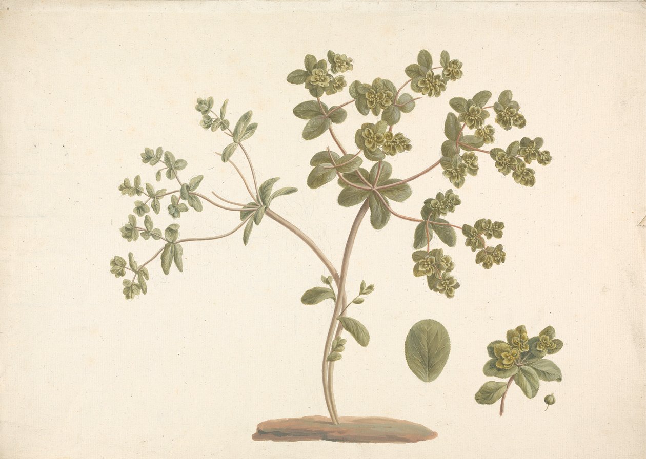 الفربيون helioscopia L. (Sun Spurge): رسم نهائي لنبات مزهر مع تفاصيل الأزهار والأوراق والفاكهة بواسطة جيمس بروس