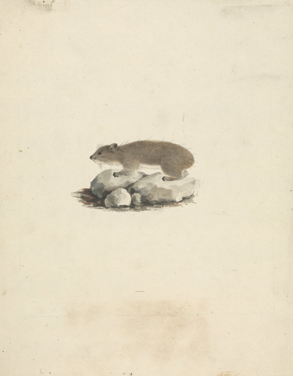 Heterohyrax brucei (الوبر الصخري ذو النقط الصفراء) بواسطة جيمس بروس