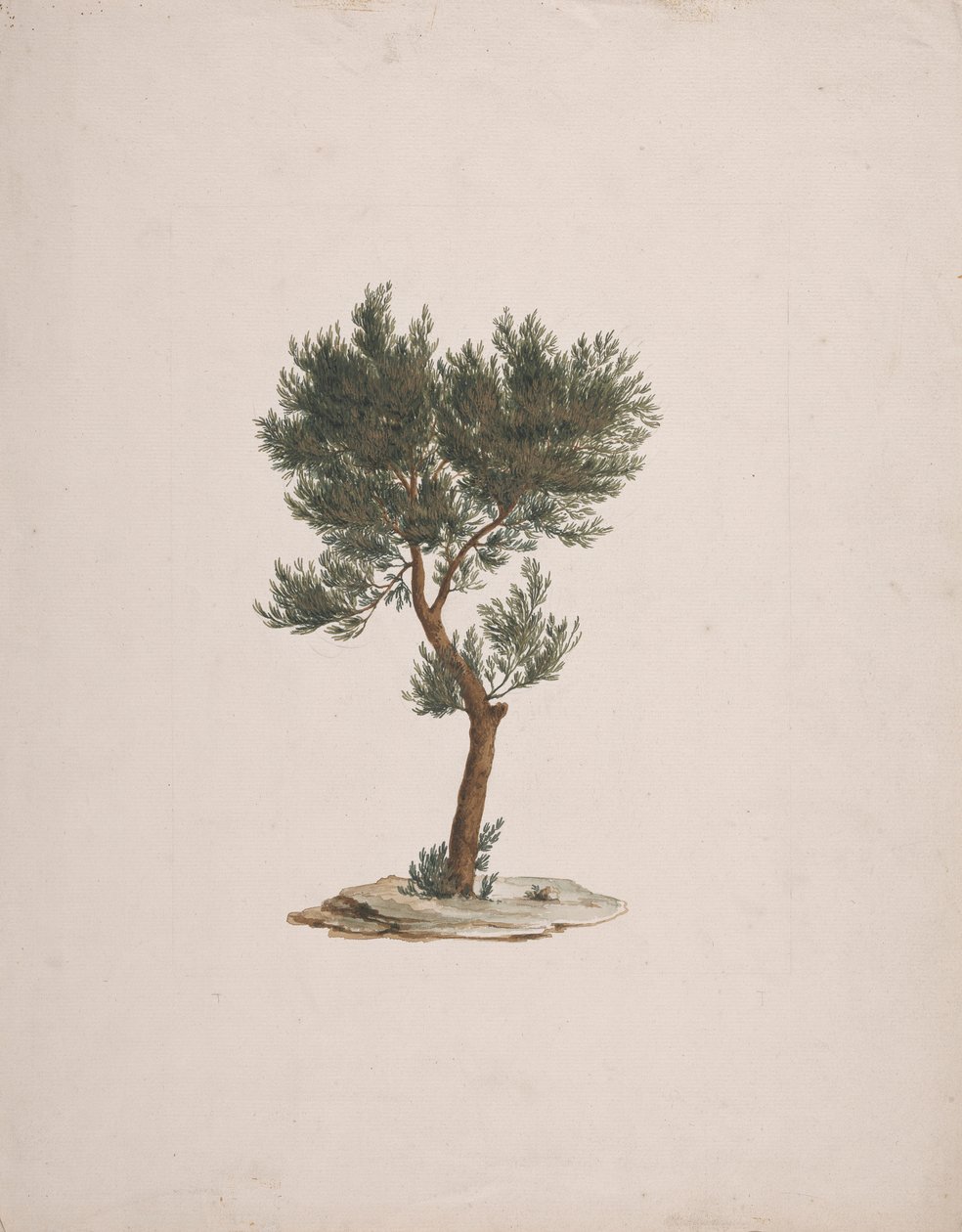 جونيبيروس بروسيرا إندل. (African Pencil Cedar): الانتهاء من رسم عادة الأشجار بواسطة جيمس بروس