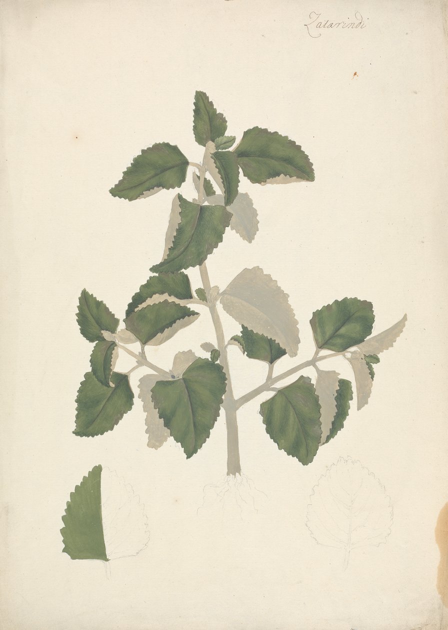 Labiatae (أنواع غير محددة): رسم مكتمل لجلسة نباتية بدون أزهار بواسطة جيمس بروس
