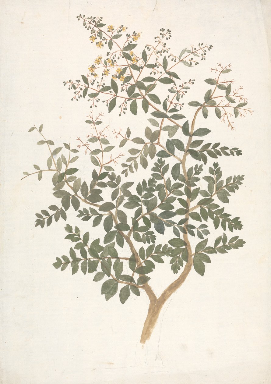 Lawsonia inermis L. (Henna): رسم مكتمل لجلسة نباتية مزهرة بواسطة جيمس بروس