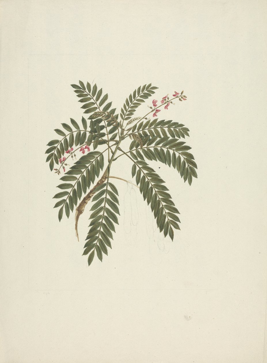 Millettia Ferruginea (Hochst) Baker: الرسم النهائي بواسطة جيمس بروس