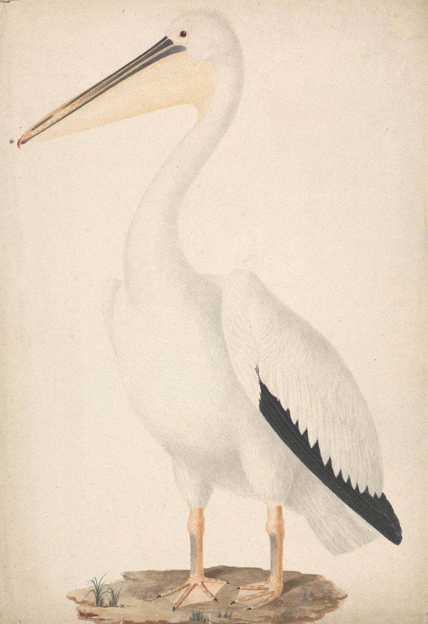 Pelecanus onocrotalus (البجع الأبيض العظيم) بواسطة جيمس بروس