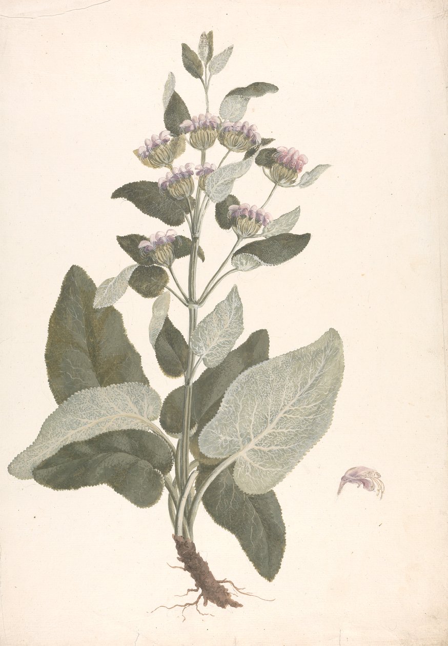 Phlomis herba-venti L.: انتهى الرسم بواسطة جيمس بروس
