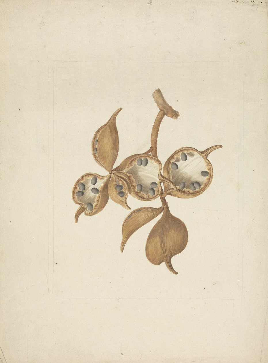 Sterculia africana (Lour.) Fiori: الرسم النهائي للساق مع قرون البذور، وبعضها مفتوح ويظهر البذور بواسطة جيمس بروس