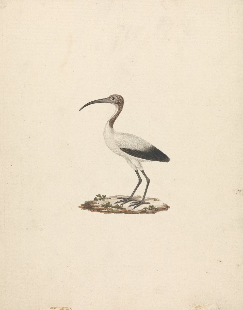 Threskiornis ethiopicus (أبو منجل المقدس الأفريقي) بواسطة جيمس بروس