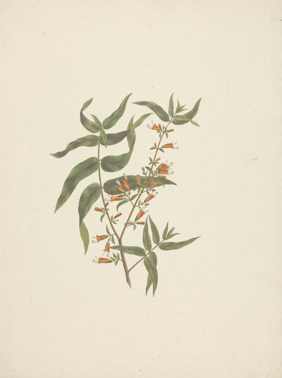 Woodfordia uniflora (A. Rich.) Koehne: انتهى رسم الفطر المزهر بواسطة جيمس بروس