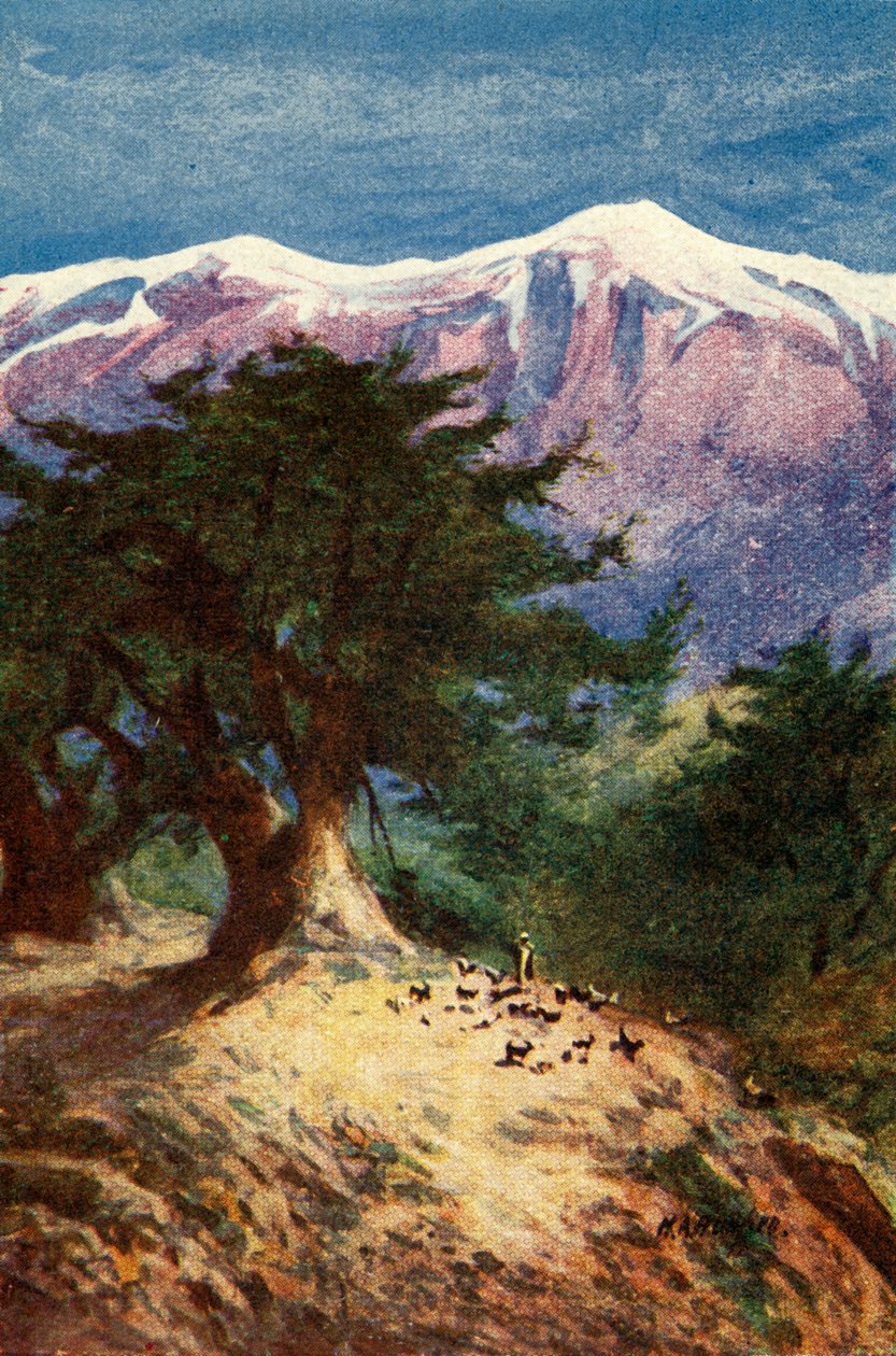 أرز لبنان - مات. ثاني عشر. 33 ، ج 1924. التأليف: جيمس كلارك ، هنري هاربر. بواسطة جيمس كلارك وهنري هاربر
