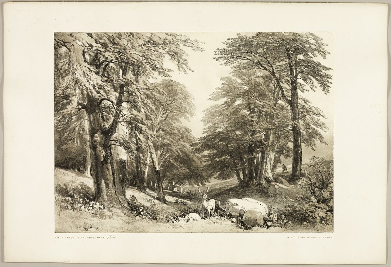 أشجار الزان في Arundale Park ، من The Park and the Forest بواسطة جيمس دوفيلد هاردينج