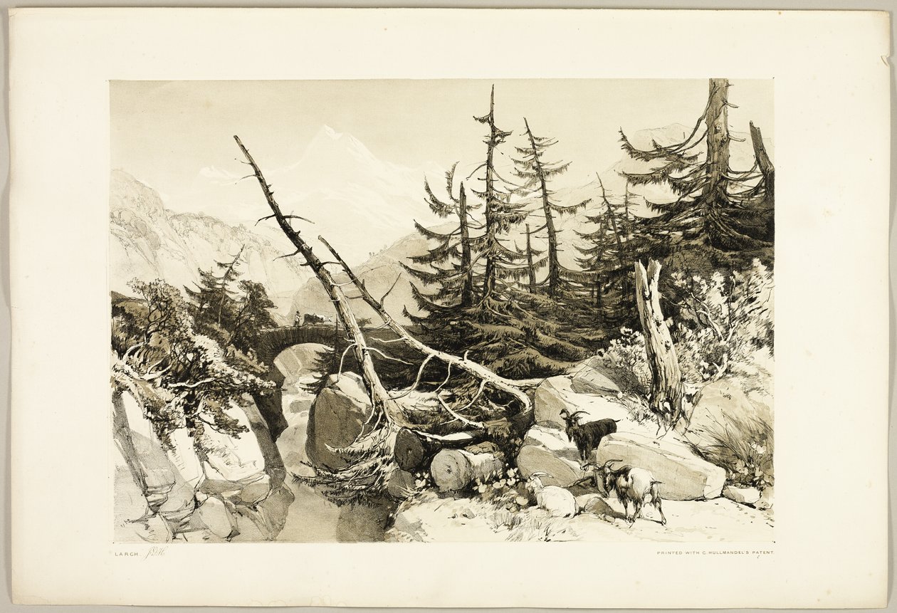 Larch ، من The Park and the Forest بواسطة جيمس دوفيلد هاردينج
