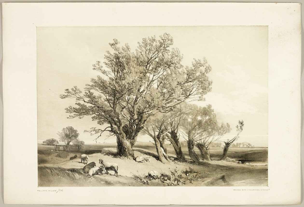 بولارد ويلو ، من The Park and the Forest بواسطة جيمس دوفيلد هاردينج